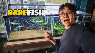 Planted Aquarium for RARE Rasbora Fish [upl. by Reube]