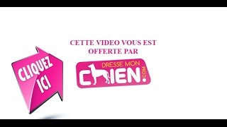 Vidéo du chien qui refuse de revenir au pied de son maitre [upl. by Ijuy]