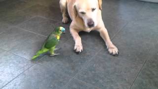 Loro pelea con perro [upl. by Kola]