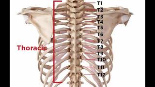 Two Minutes of Anatomy Thoracic Spine [upl. by Umeh]