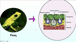 First Biology EvoDevo Course Point 6467 [upl. by Ehtiaf802]