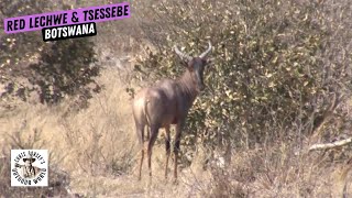 Red Lechwe amp Tsessebe Hunt in Botswana [upl. by Jala]