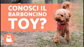 TUTTO sul Barboncino TOY 🐩 Cure e curiosità [upl. by Ignaz972]