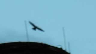 Billy the Juvie Peregrine Falcon Flying at Russell Station [upl. by Cynthy]