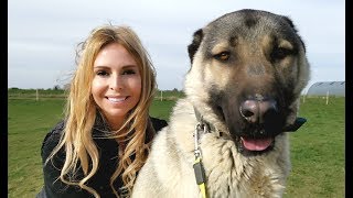 TURKISH KANGAL DOG  WOLF KILLER OR PET [upl. by Lrae]