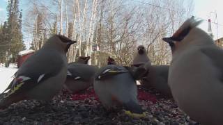 Bohemian Waxwings [upl. by Oric]