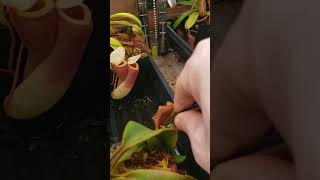 Feeding Nepenthes Veitchii carnivorousplants nature plants houseplants [upl. by Leisam279]