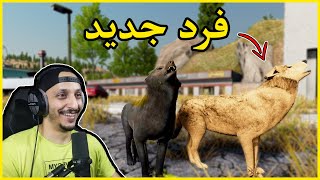 حياة الذيب أونلاين 1  عالم جديد وبداية تكوين قطيع الذئاب Wolf Quest [upl. by Aikrehs254]