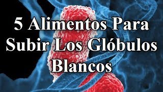 TOP 5  Alimentos Para Subir Los Glóbulos Blancos 👍 [upl. by Eseret]