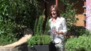 How to grow Kitchen Herbs [upl. by Tecla]