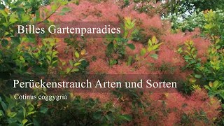 🌺 Billes Gartenparadies🌺Cotinus coggygria Perückenstrauch Wissenswertes zu den Arten amp Sorten [upl. by Rramal]