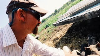 Man Discovers How To Feed Pigs  WITHOUT GRAIN [upl. by Hal201]