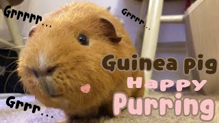 Happy Guinea pig Purring ❤︎ [upl. by Aeslehs]