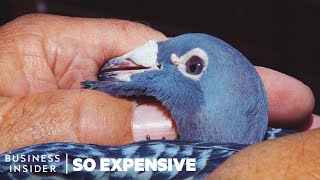 Why Racing Pigeons Are So Expensive  So Expensive [upl. by Ariamat]