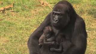 Een unieke gorillatweeling  Burgers Zoo Natuurlijk  Arnhem [upl. by Adnawat]