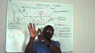 Brachial plexus made ridiculously simple PART 4 Lecture [upl. by Stanford559]