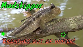 The Marvelous Mudskipper Watch How This Fish Defies Nature By Walking On Land [upl. by Lativa]