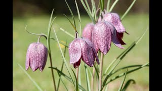 Snakeshead fritillaries at Lower Moor Farm [upl. by Sandler]