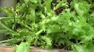 Geothermal Greenhouse Update  Mid Spring  Mini Hoop House Explained  Abundance at 7000ft [upl. by Drucilla590]