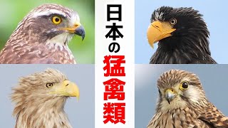 徹底解説！日本の猛禽類12種（タカ目・ハヤブサ目・フクロウ目） [upl. by Jerrilyn]