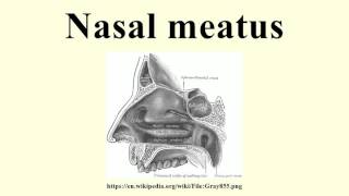 Nasal meatus [upl. by Hooge168]