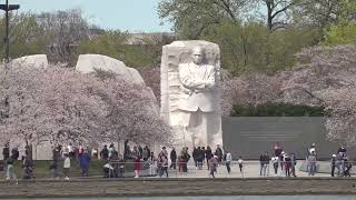 Cherry Blossoms blooming in Washington DC [upl. by Bonnes]