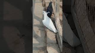 White Pigeon is Tired After flying Kabootar Condition Flying Tired [upl. by Alexandr833]