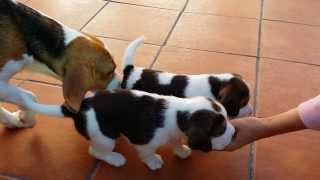 Cachorros de beagle primeros pasos [upl. by Delija]