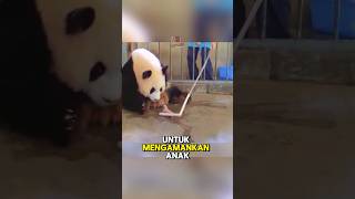 Ibu panda ini ga sadar kalau dia ngelahirin anak kembar🫣 [upl. by Nellir]