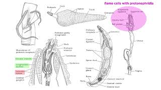 Phylum Rotifera Part 3 Subclade Acanthocephala Parasitic SpinyHeaded Worms [upl. by Rosario37]