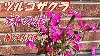 【花】ツルコザクラの育て方・植え付け [upl. by Renba]