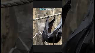 How Do Bats Really Do It shorts animals [upl. by Ynnal]