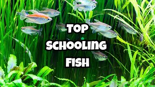 Top 10 Medium Sized Schooling Fish You Should Know 🐟 [upl. by Mure]