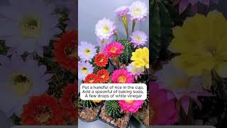 Tips to cure wilted plants garden gardeningtips plants [upl. by Ilatfan]