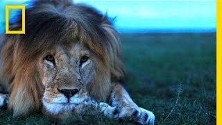 Understanding the Lives of Lions  National Geographic [upl. by Sorrows]