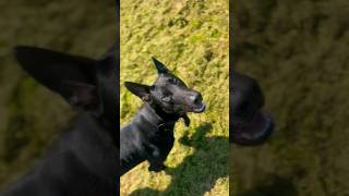 Black Malinois Guarding The Handler’s Bike [upl. by Guendolen911]