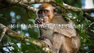 Kinabatangan River  Sabahs Wildlife Secret  Borneo Travel Guide [upl. by Ennyl745]