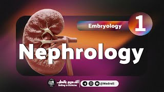 Renal Embryology Key Embryological Derivatives Explained  Medroll ft Dr TBSTB [upl. by Acirret]