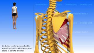 Articulación escapulo torácica [upl. by Shamma]