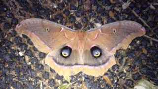 Polyphemus Moth cocoon [upl. by Sharron406]