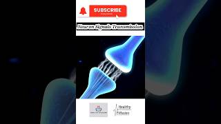 Neuron Signal Transmission  HealthyFitFusion195 shorts viralshorts medicaleducation facts [upl. by Anavoig346]