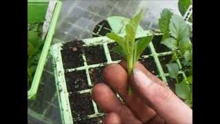 How To Grow Dahlias Taking Dahlia Cuttings [upl. by Franciscka]