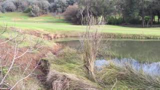 Pobblebonk Frogs at Araluen [upl. by Eugor]