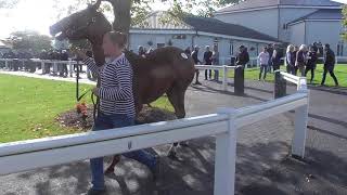 Tattersalls Yearling Sale Tue 24th Sept 2019 video 2 [upl. by Aicenav]