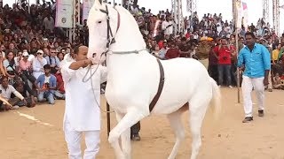 Horse Dancing At The Cattle Fair In Pushkar Rajasthan India  Amazing Horse Dance Competition [upl. by Notsag]