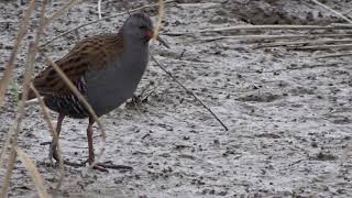 Porciglione Rallus aquaticus [upl. by Arihat]