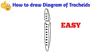 how to draw diagram of tracheids step by step for beginners [upl. by Mosier]