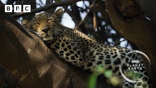 This leopardess has an INCREDIBLE hunting technique 🐆  Planet Earth III  BBC [upl. by Edgar]