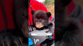 These villagers rescued a litter of bear cubs and then this happened animalshorts bear [upl. by Quiteris]