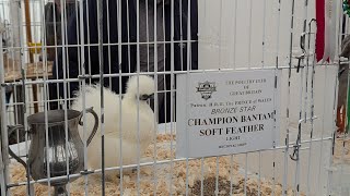 Poultry at Nidderdale Show 2024 🏆🐓 [upl. by Towny156]